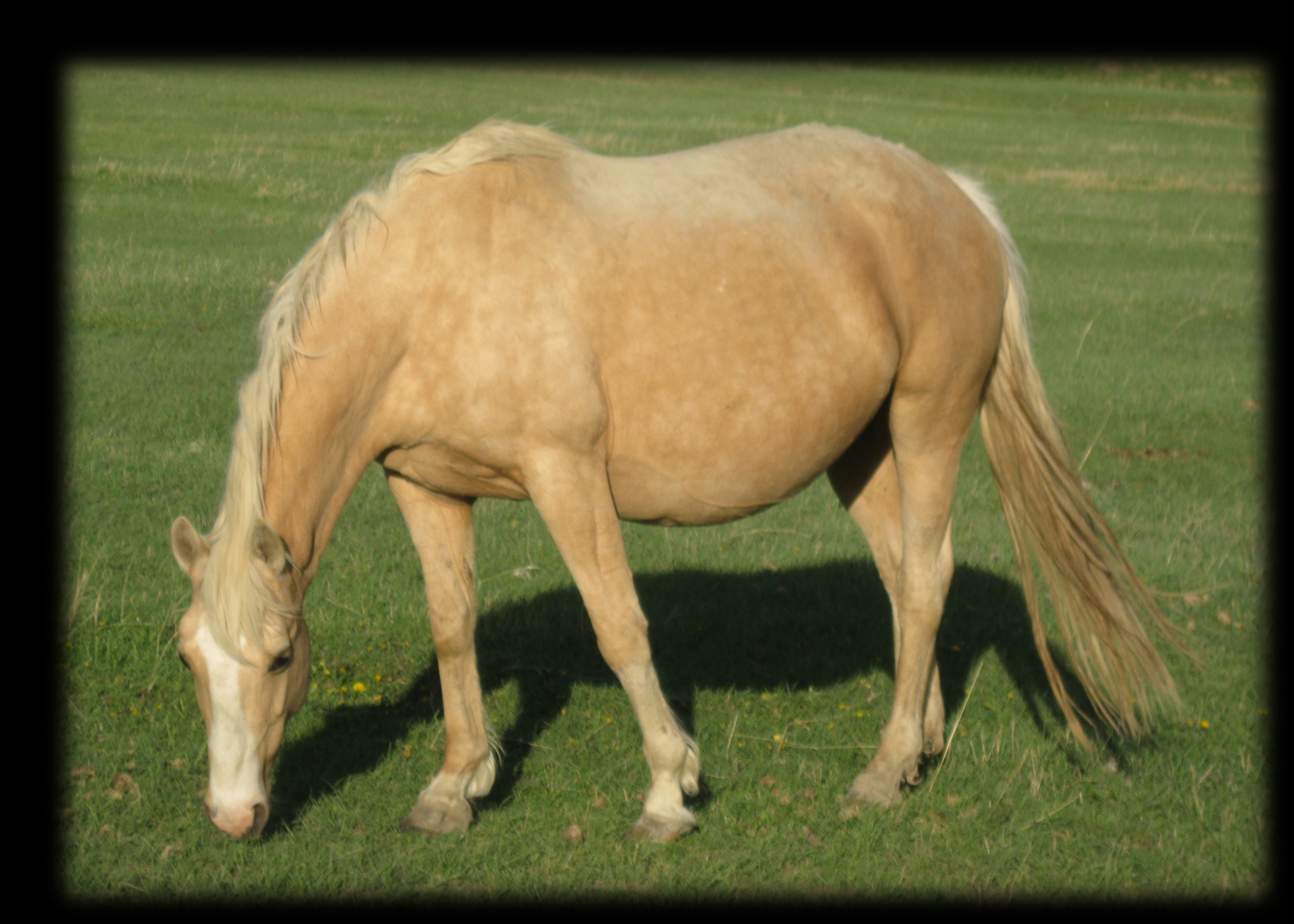 New Holly Harlow, 32% Hollywood Gold  palomino brood mare